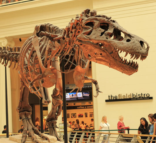 Skeleton of a T-Rex in a musuem