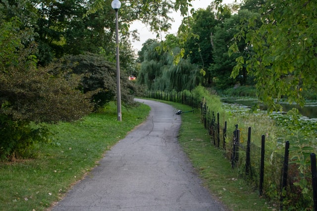 A paved walking or bike path in a green park with tall trees 